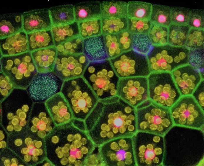 Microscopic Art by Scientists of the Haseloff Lab